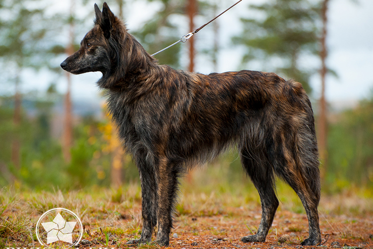 Amidos Vän Kierra Quira