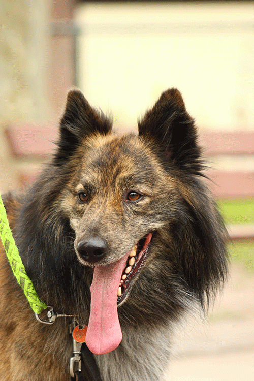 Laxko Benjen v.d. Dorestee