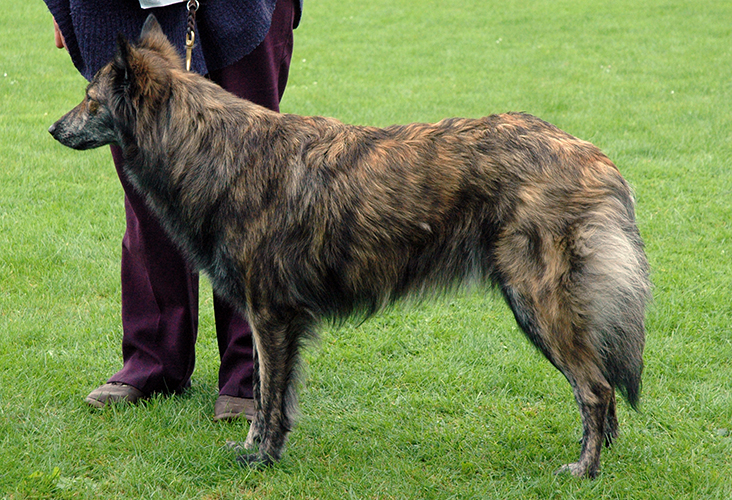 Amidos Vän Mery-Jane Kierra